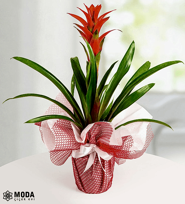 Kırmızı Guzmania Çiçeği Kırmızı Guzmania Çiçeği