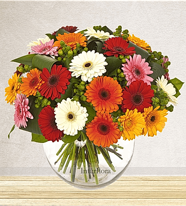 Karışık renkli Gerbera çiçekleri
