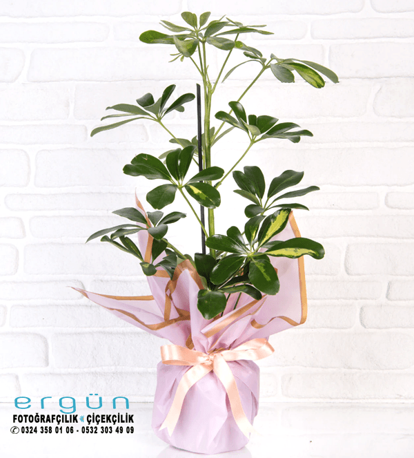 Tekli Schefflera Çiçeği